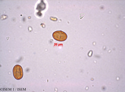Anagallis crassifolia - lame n° 29210